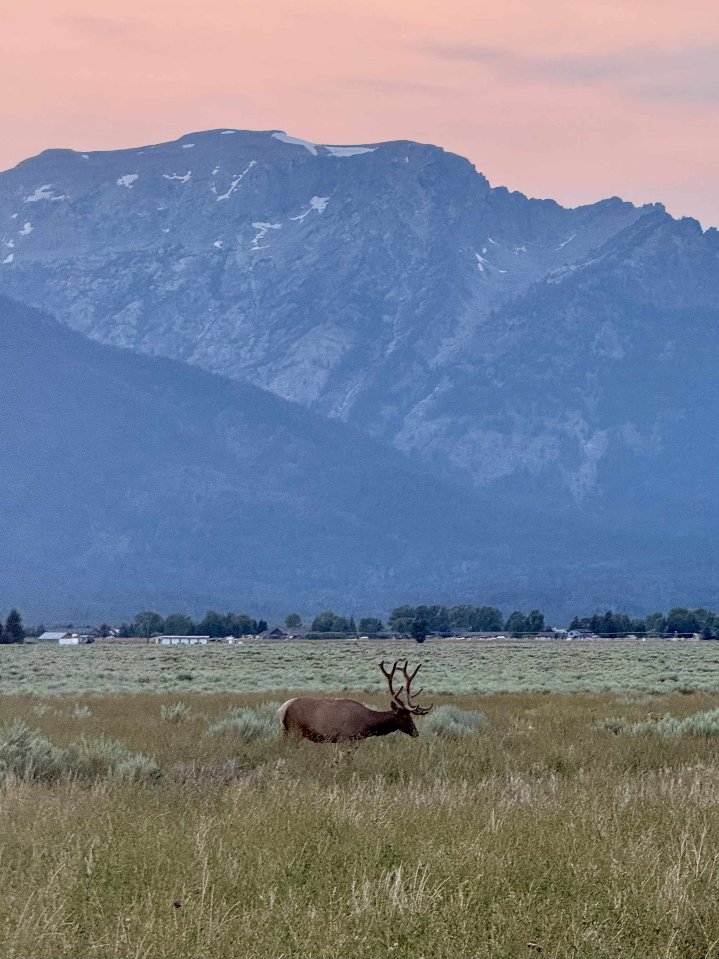 Elk in Jackson Hole